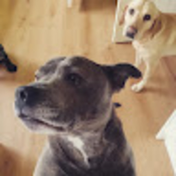 Meet your Posher, Sam - Picture 1 of 1